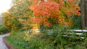 shapeimage_1-42