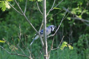 bluejay-in-tree