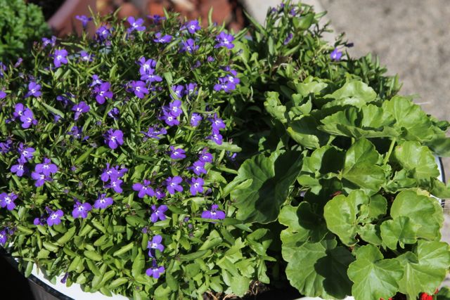 Lobelia and Geranium