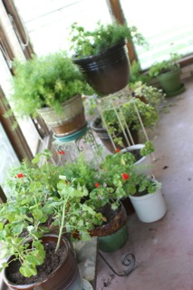 geraniums, vinca vine, and asparagus fern