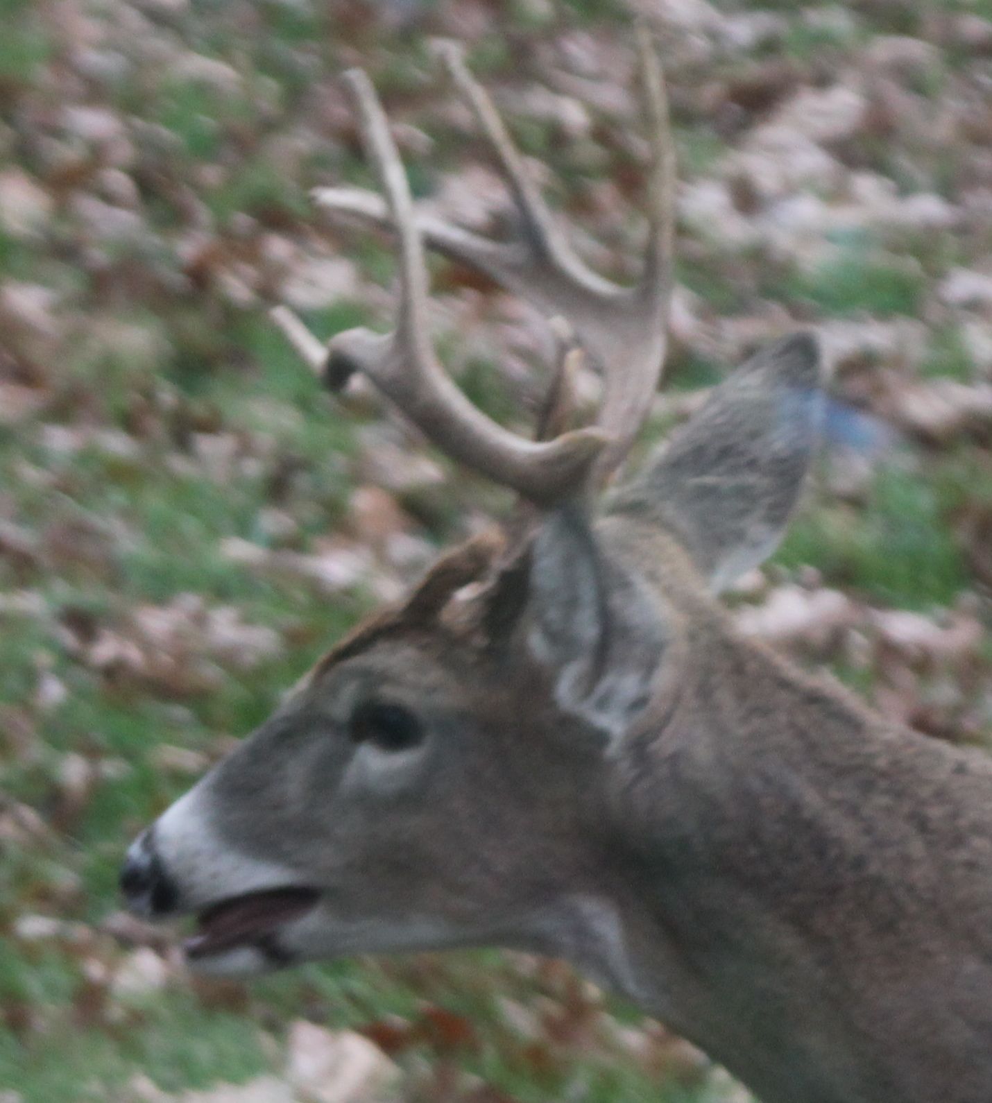Yard buck