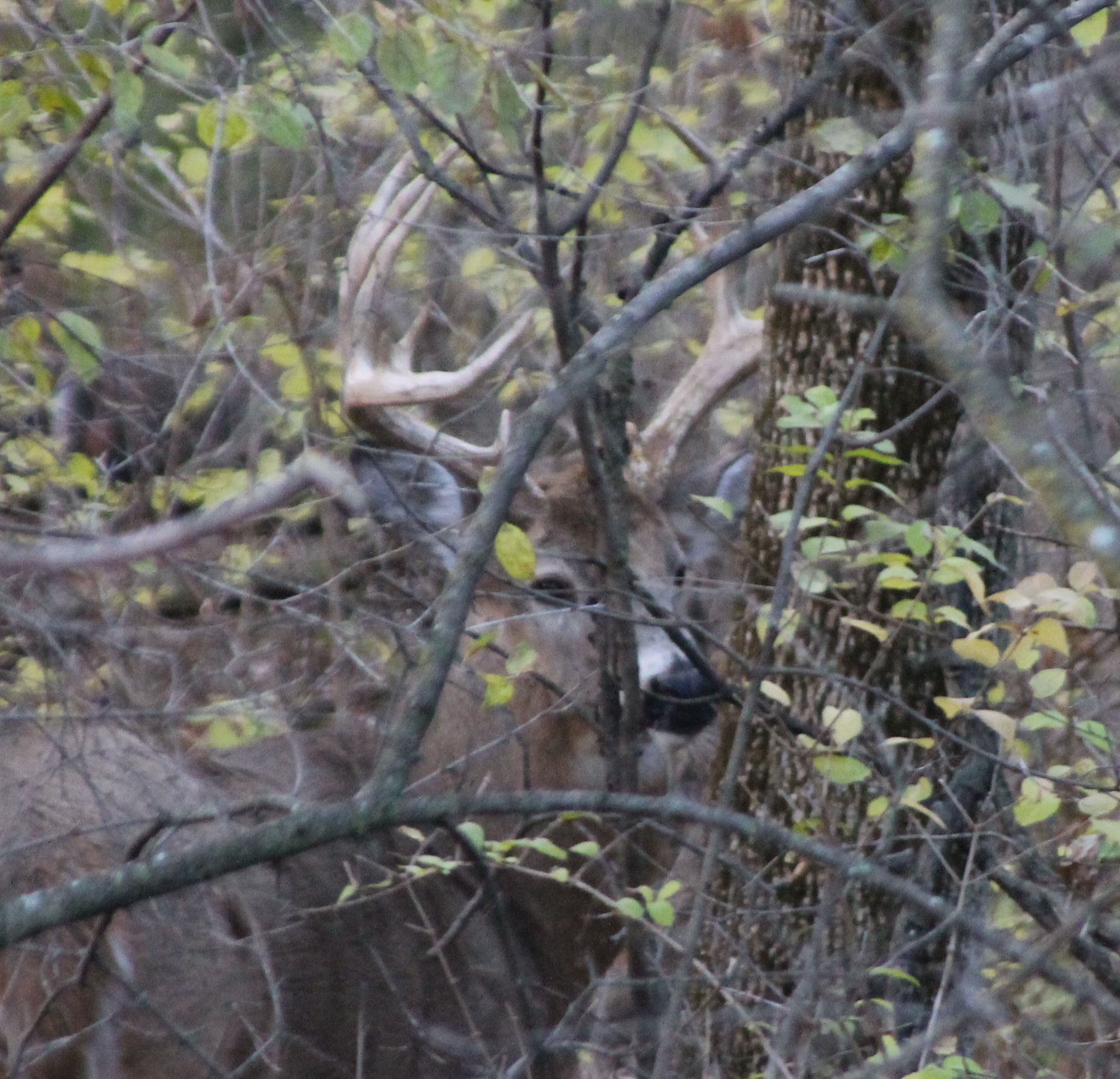 Big buck from front