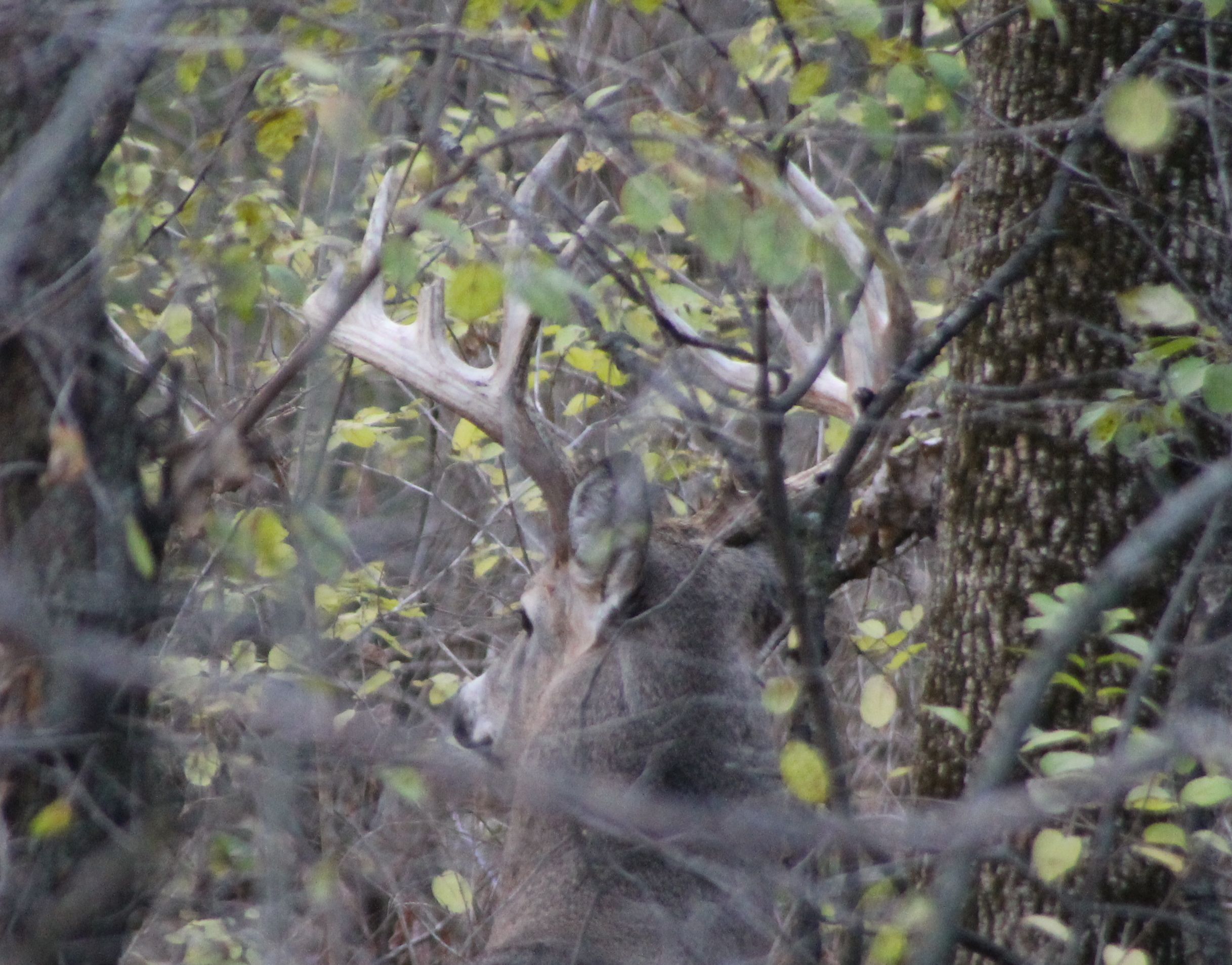 Big buck back