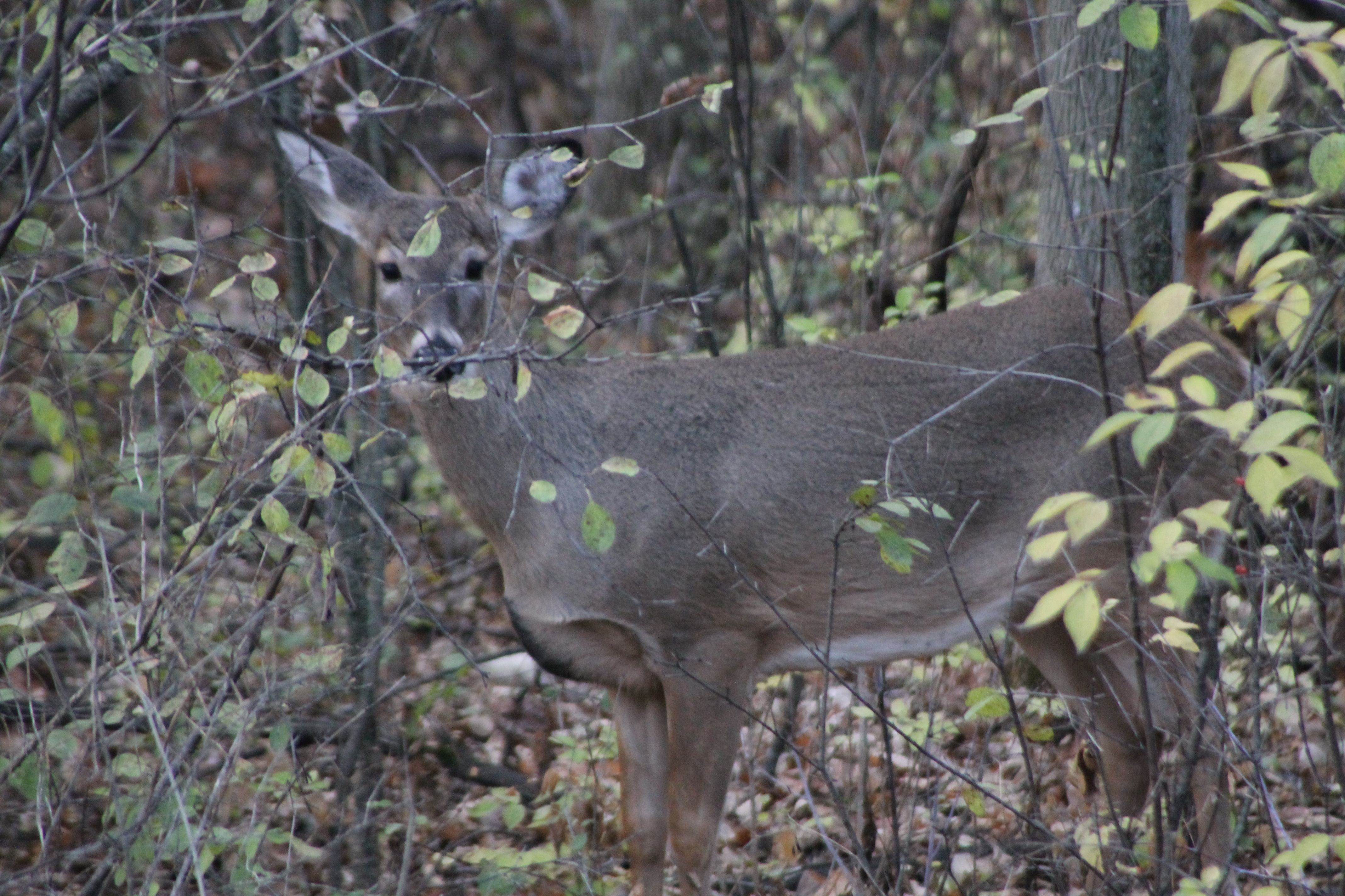 Doe being pursued