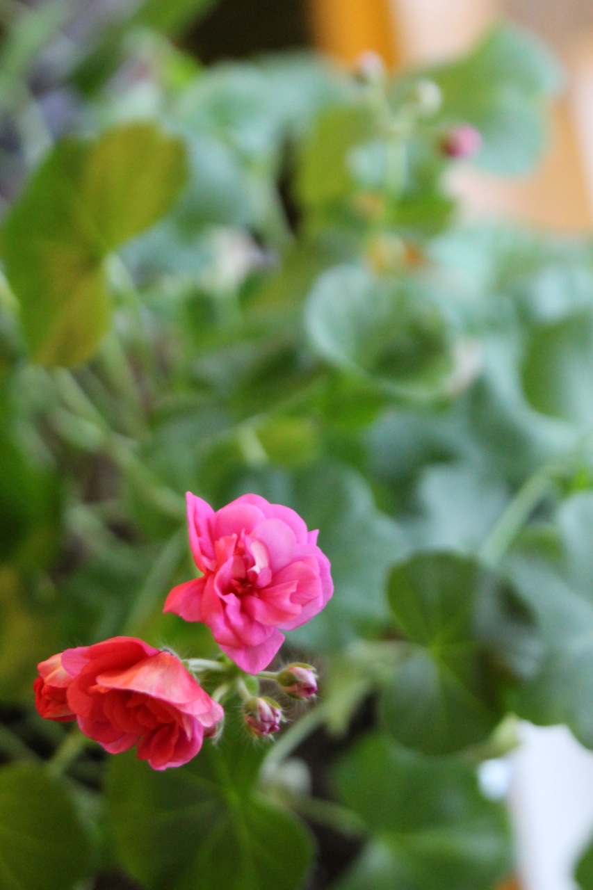 Winter Geranium