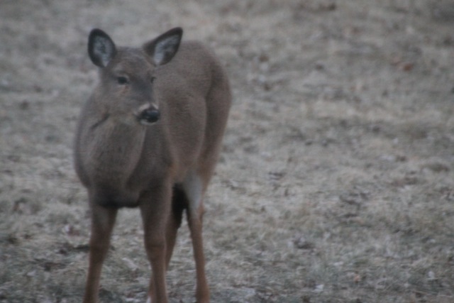 Teen Deer Hang Out