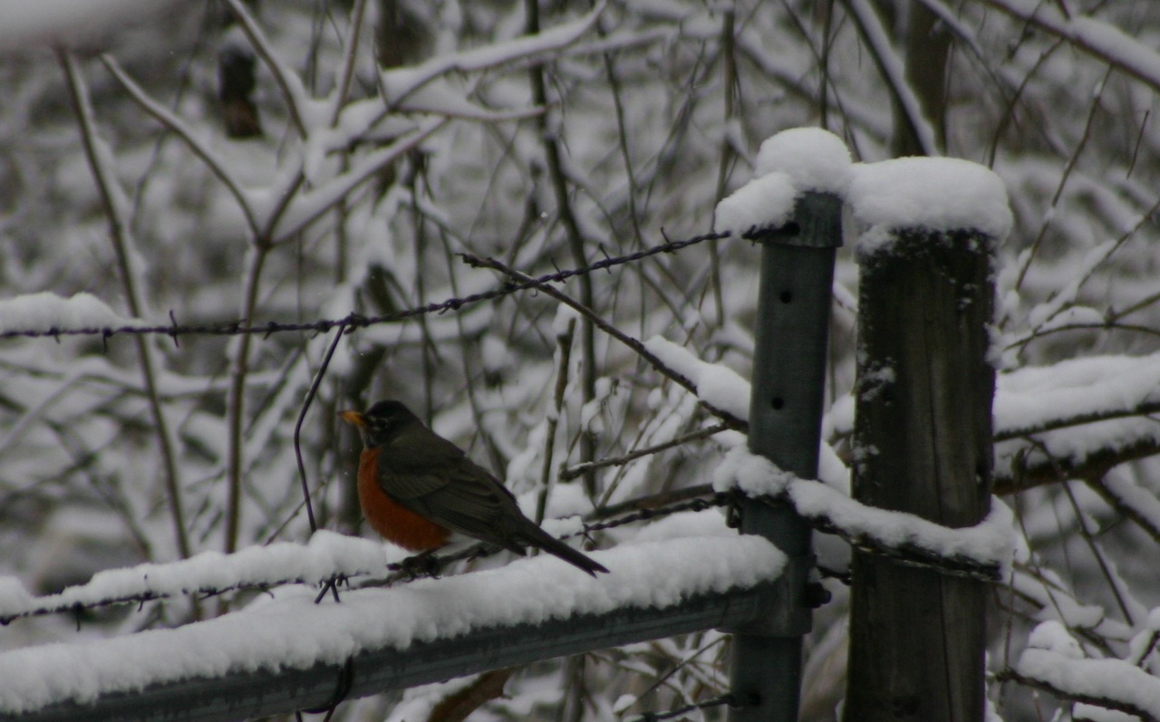 Winter Robin