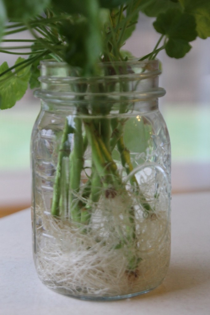 Geranium Roots