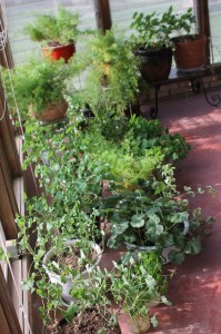 Wintered over plants