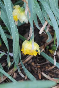 frozen daffodils