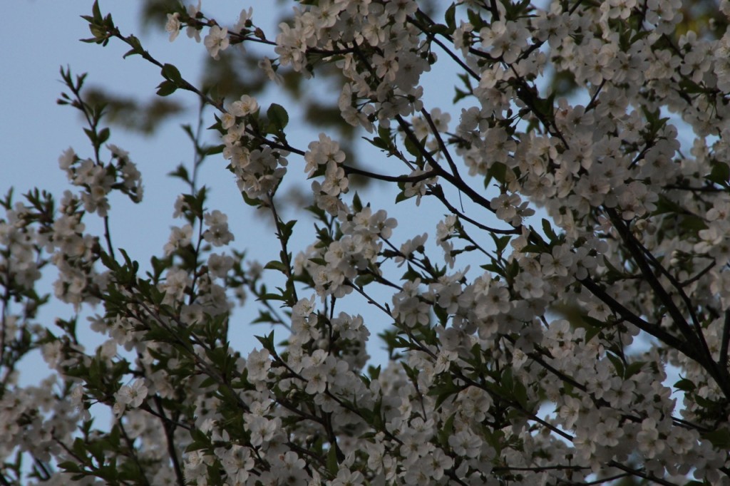 Blossoms on the cherry tree across the fence in the neighbor's yard.