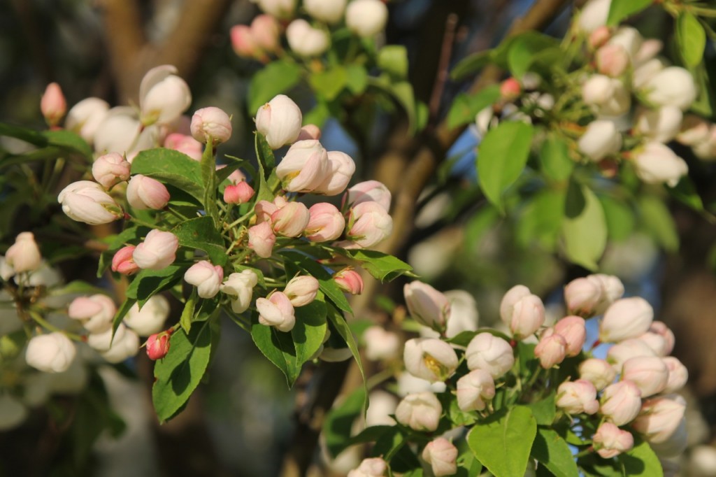 A white crab apple tree just about to burst into bloom.