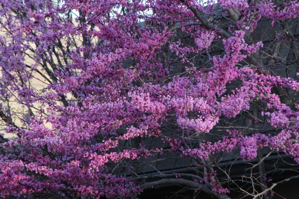 Red bud trees vibrant enough to take a person's breath away.