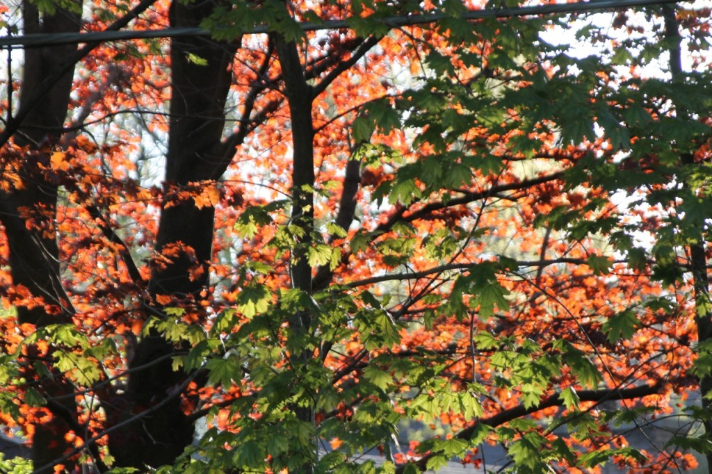 Sunshine streaming through trees covered with new leaves.