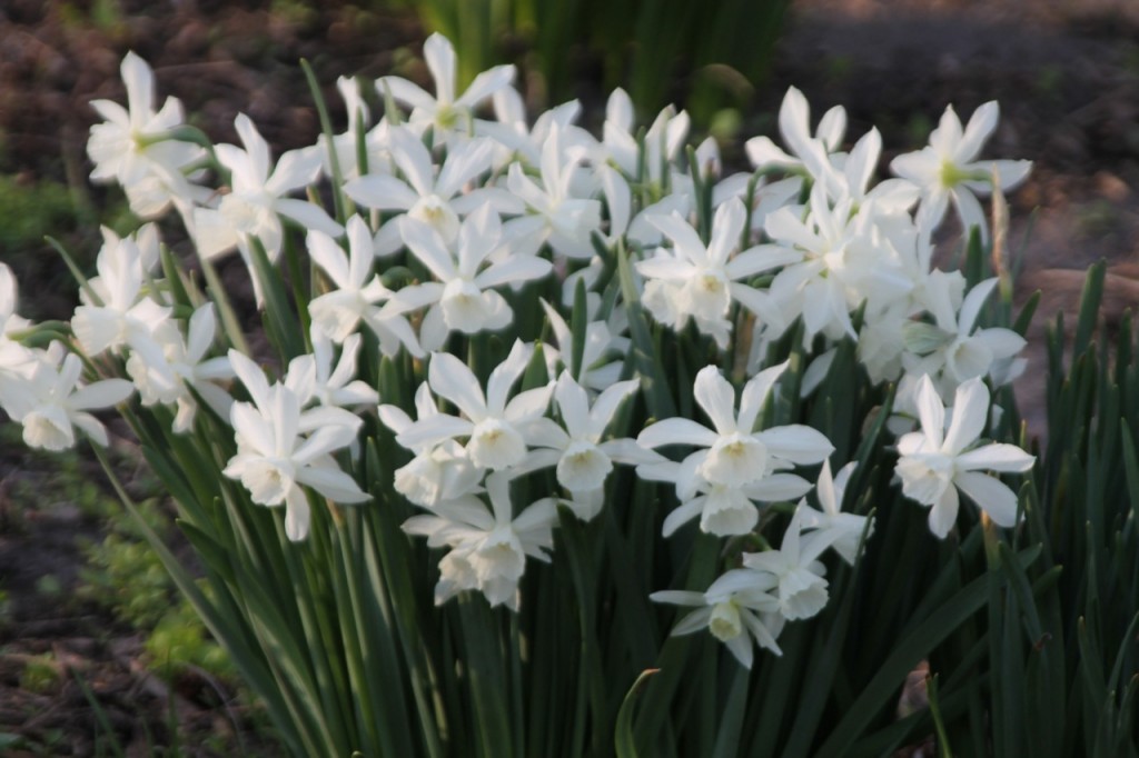 White jonquils waving at the morning sun.