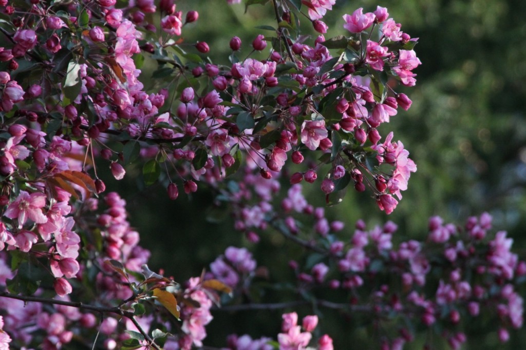 A red crab apple tree heavy with flowers.