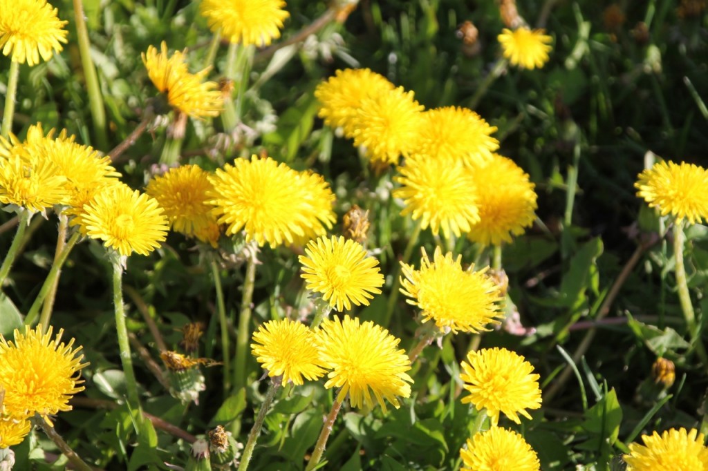 A field of dandelions...next to someone else's yard.