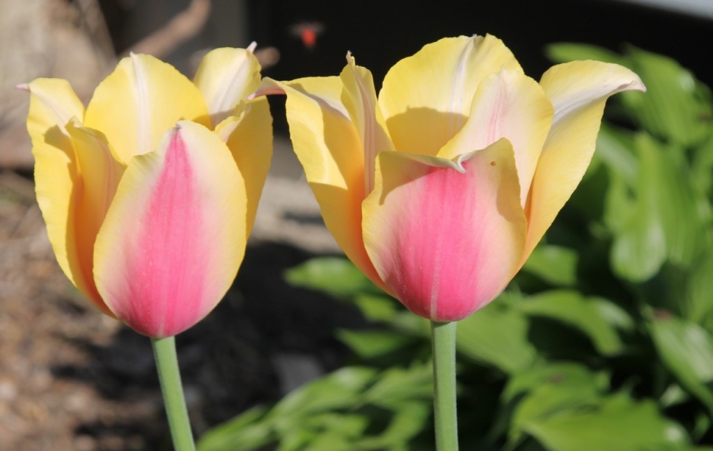 A tulip festival in our own backyard!