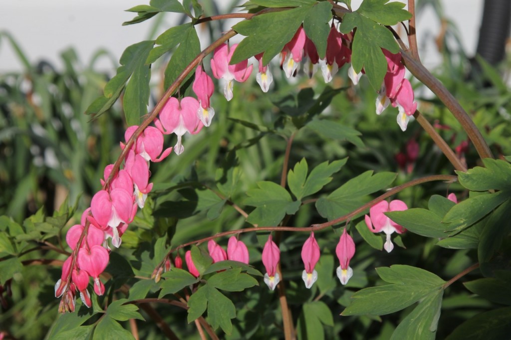 A fairy ring of bleeding hearts.