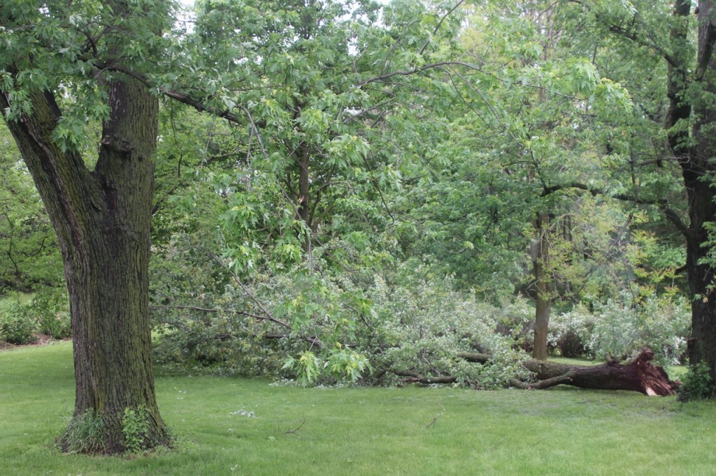 tree branch down