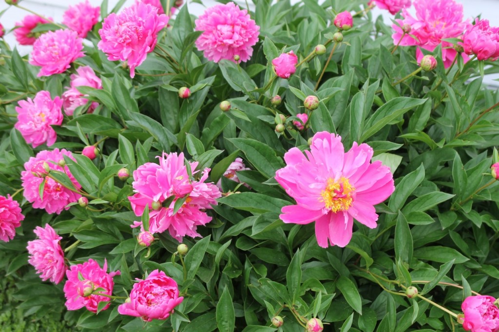 Peonies