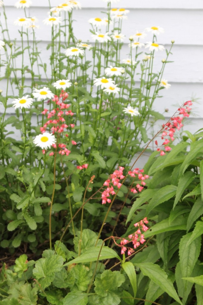 daisies and coral bells