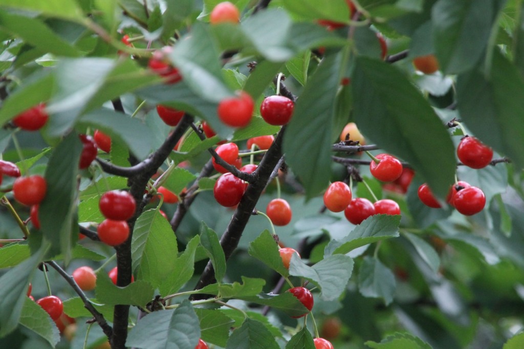 cherries
