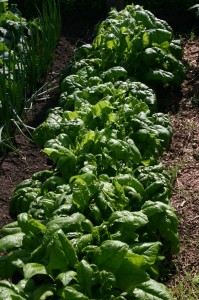 garden lettuce