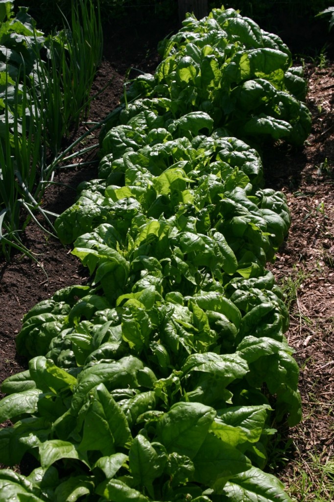 garden lettuce