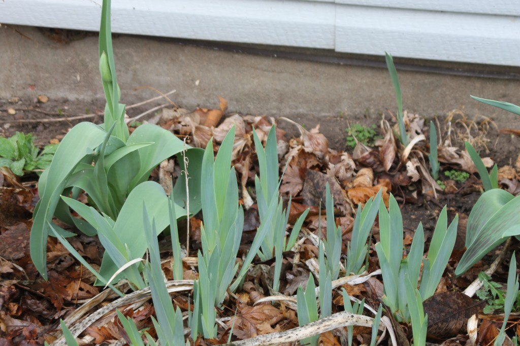 weeding flowerbeds