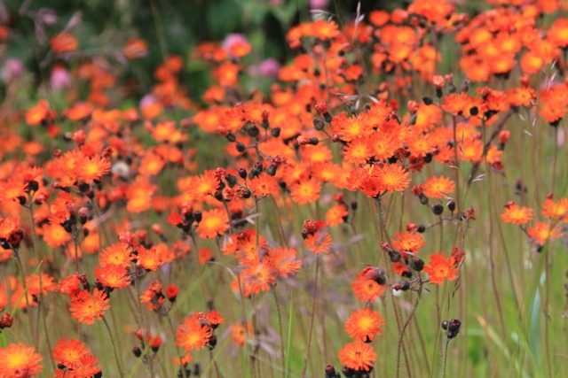 noxious weed