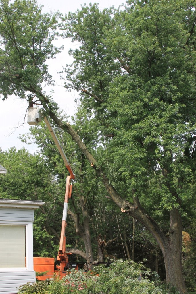 Silver maple down