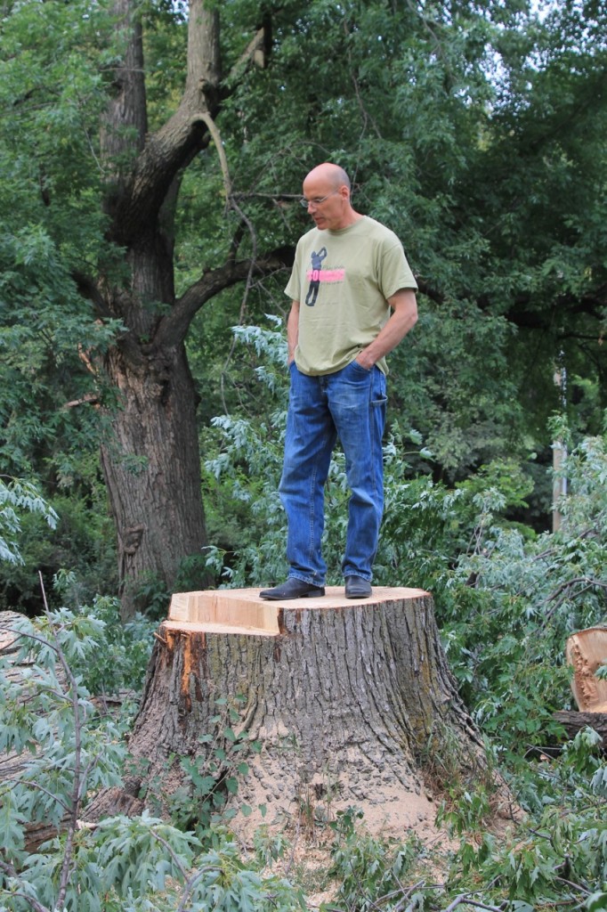 sugar maple trunk stump