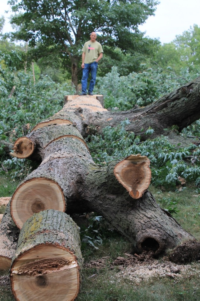 sugar maple trunk