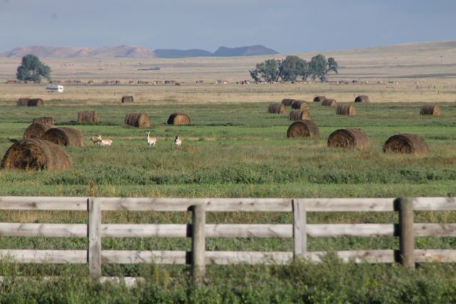 Out west antelope