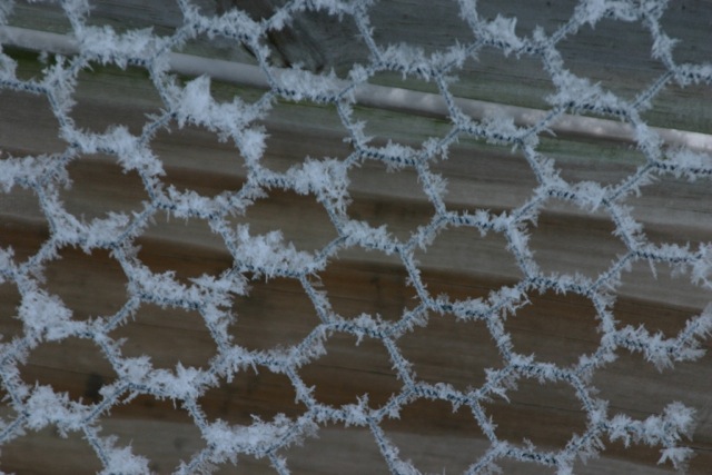 winter frost