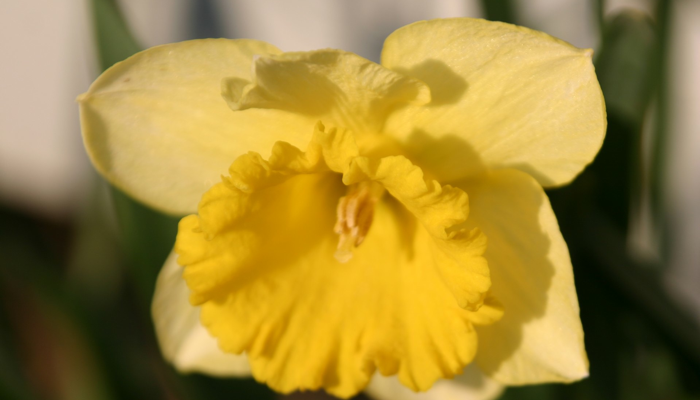 daffodil