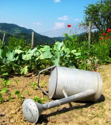 Top Ten Lessons Learned in a Drought Year
