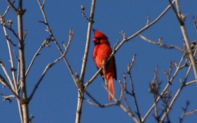 The Cardinal Says It’s Spring