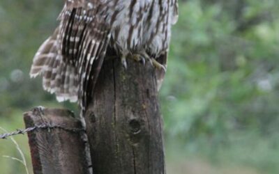 Owly Neighbor