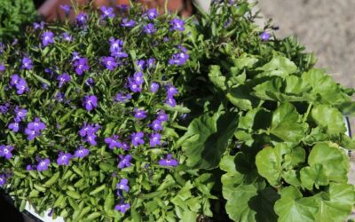 Those Perky, Purple Lobelia Blossoms