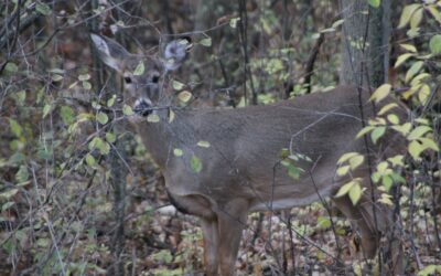 Twitterpated Bucks Are Busting Out All Over