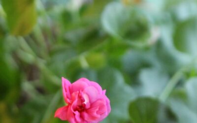 Christmas Geranium