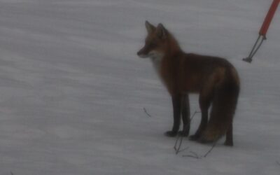 One Fox, Two Fox, Old Fox, New Fox