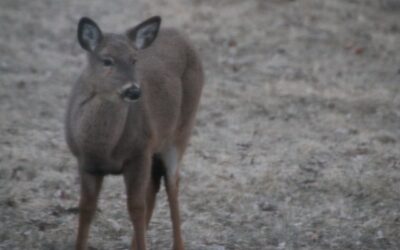 Teen Deer Hang Out