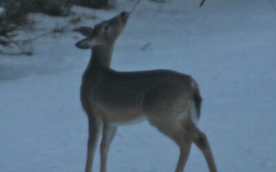 Hungry for Spring