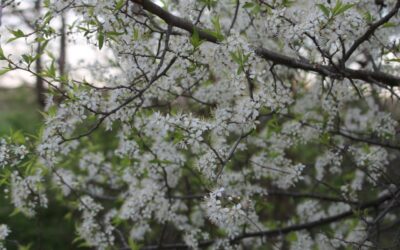 Top Ten Reasons to Love Spring