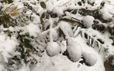 Winter Is Not All Bad