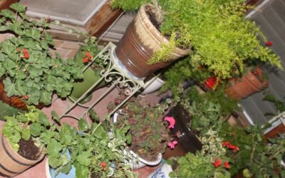 Confessions of a Geranium Hoarder