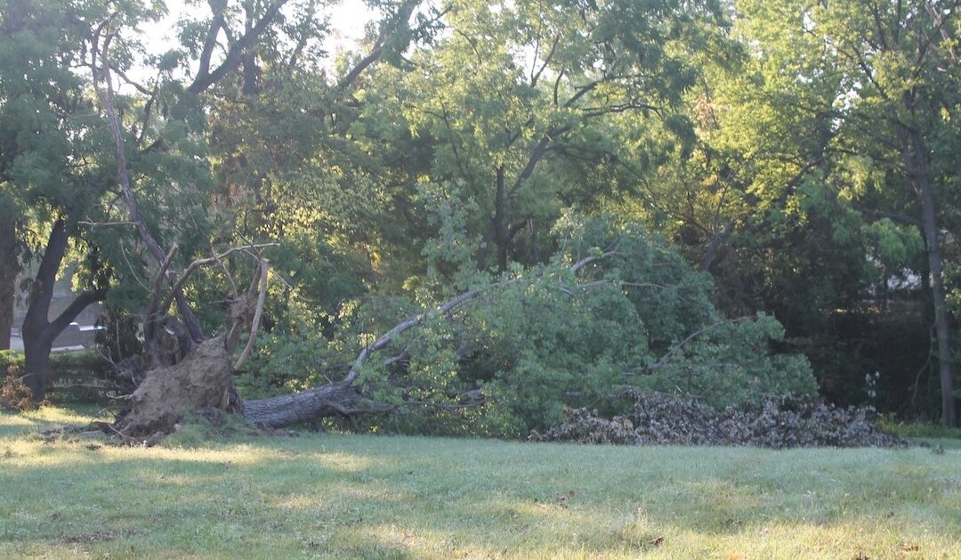 They Say Derecho, I Say Firewood